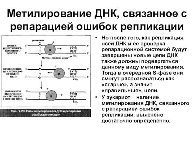 Метилирование ДНК, связанное с репарацией ошибок репликации Но после того, как репликация