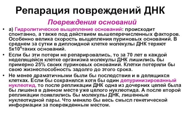 Репарация повреждений ДНК Повреждения оснований а) Гидролитическое выщепление оснований: происходит спонтанно, а