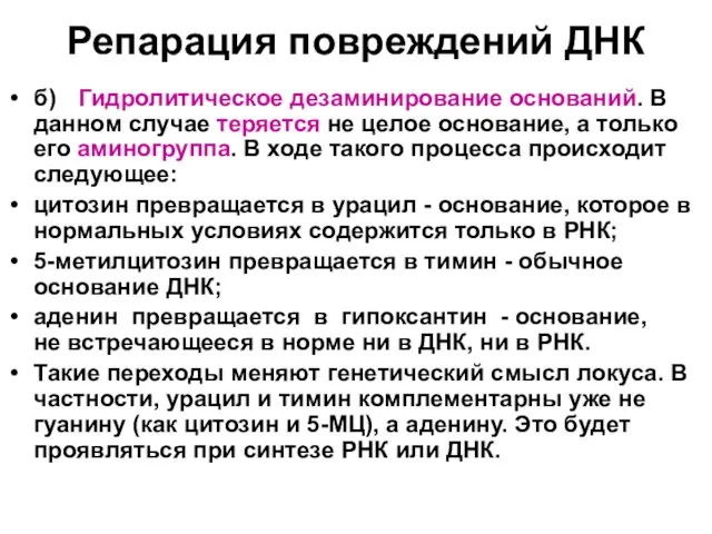 Репарация повреждений ДНК б) Гидролитическое дезаминирование оснований. В данном случае теряется не