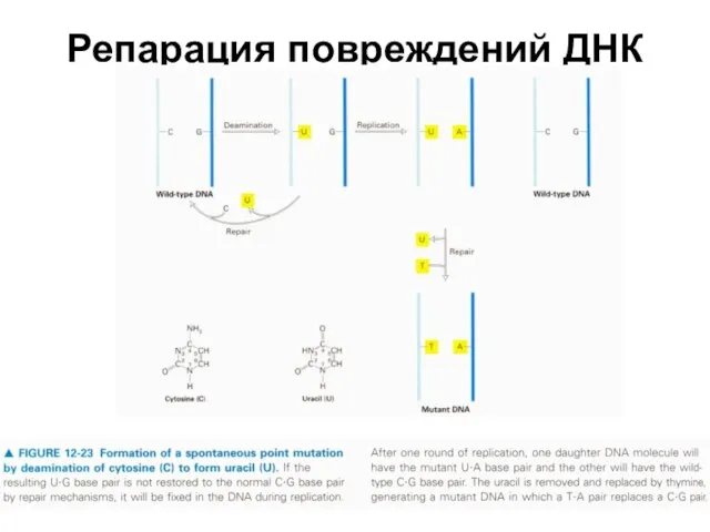 Репарация повреждений ДНК