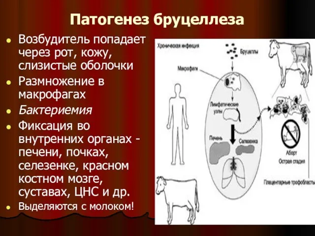 Патогенез бруцеллеза Возбудитель попадает через рот, кожу, слизистые оболочки Размножение в макрофагах