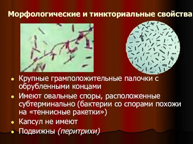 Морфологические и тинкториальные свойства Крупные грамположительные палочки с обрубленными концами Имеют овальные