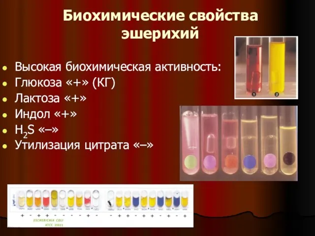 Биохимические свойства эшерихий Высокая биохимическая активность: Глюкоза «+» (КГ) Лактоза «+» Индол