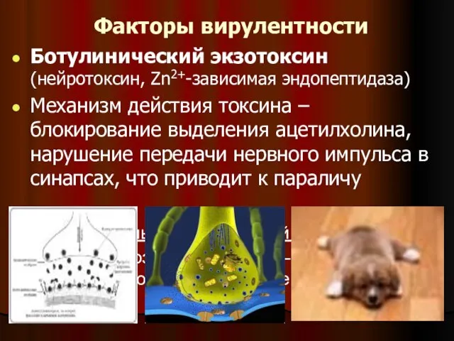 Факторы вирулентности Ботулинический экзотоксин (нейротоксин, Zn2+-зависимая эндопептидаза) Механизм действия токсина – блокирование