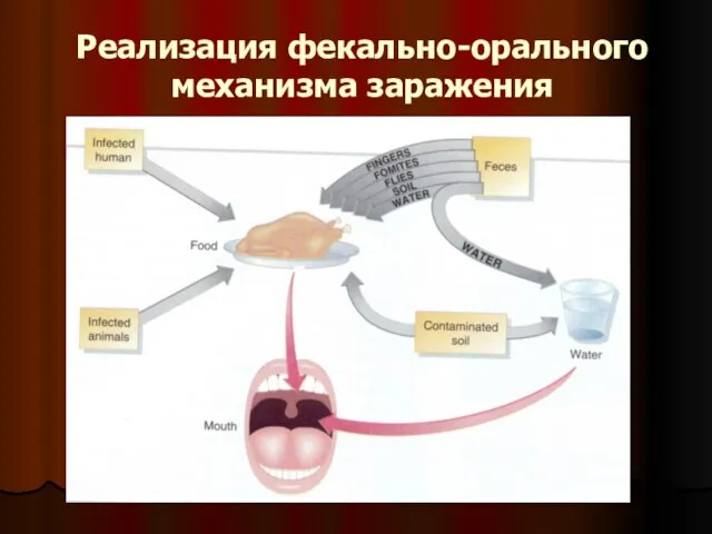 Реализация фекально-орального механизма заражения