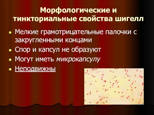 Морфологические и тинкториальные свойства шигелл Мелкие грамотрицательные палочки с закругленными концами Спор