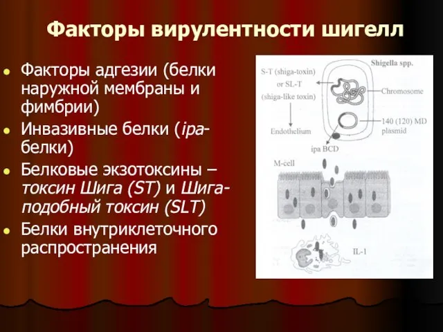 Факторы вирулентности шигелл Факторы адгезии (белки наружной мембраны и фимбрии) Инвазивные белки