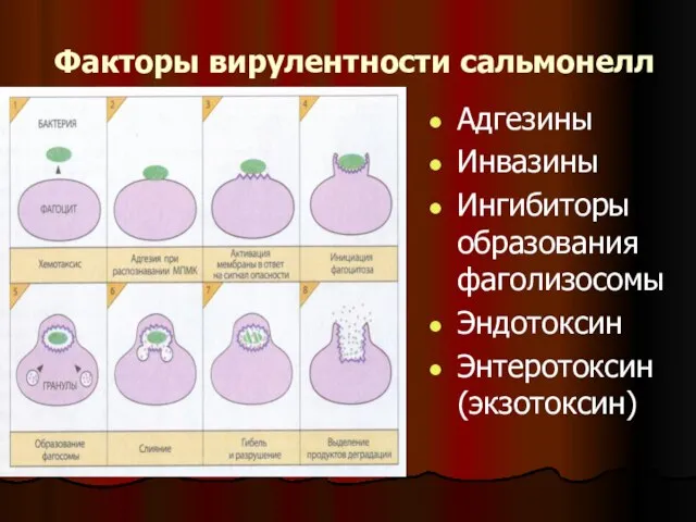 Факторы вирулентности сальмонелл Адгезины Инвазины Ингибиторы образования фаголизосомы Эндотоксин Энтеротоксин (экзотоксин)