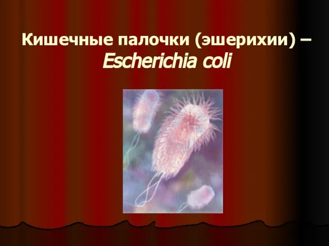 Кишечные палочки (эшерихии) – Escherichia coli