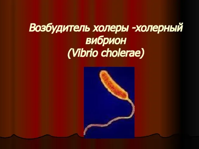 Возбудитель холеры -холерный вибрион (Vibrio cholerae)