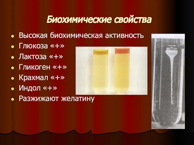 Биохимические свойства Высокая биохимическая активность Глюкоза «+» Лактоза «+» Гликоген «+» Крахмал