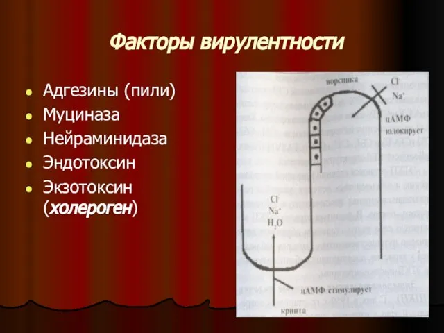 Факторы вирулентности Адгезины (пили) Муциназа Нейраминидаза Эндотоксин Экзотоксин (холероген)