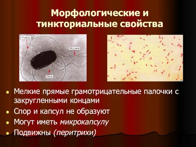 Морфологические и тинкториальные свойства Мелкие прямые грамотрицательные палочки с закругленными концами Спор