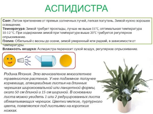 АСПИДИСТРА Родина Япония. Это вечнозеленое многолетнее травянистое растение. У нее подземное ползучее