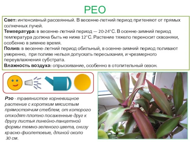 РЕО Рэо - травянистое корневищное растение с коротким мясистым прямостоячим стеблем, от
