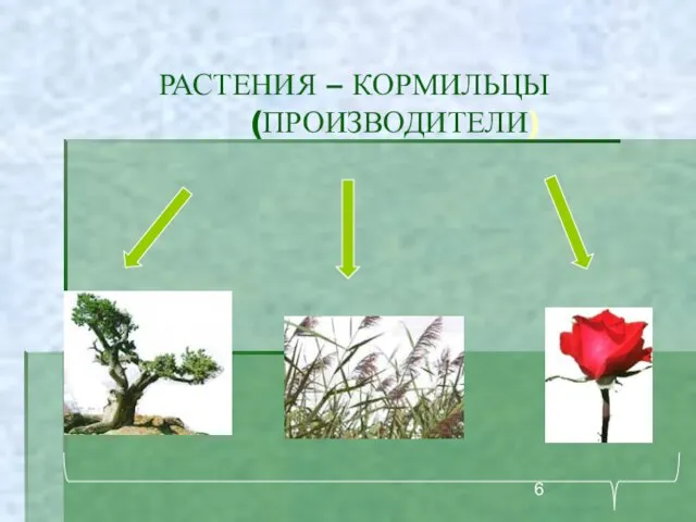 РАСТЕНИЯ – КОРМИЛЬЦЫ (ПРОИЗВОДИТЕЛИ)