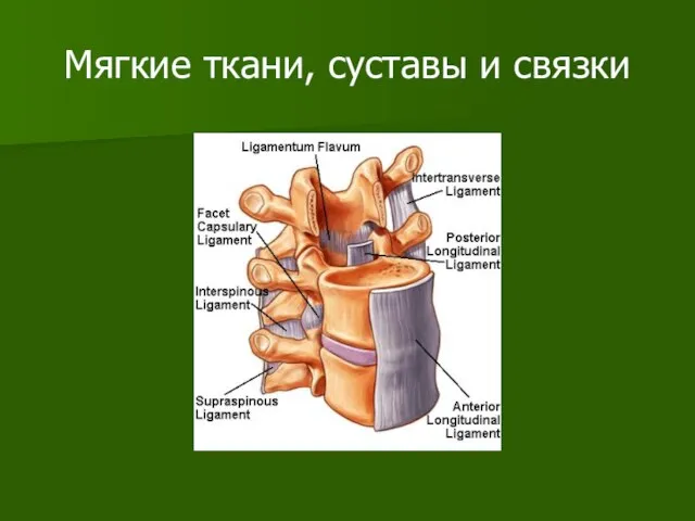 Мягкие ткани, суставы и связки