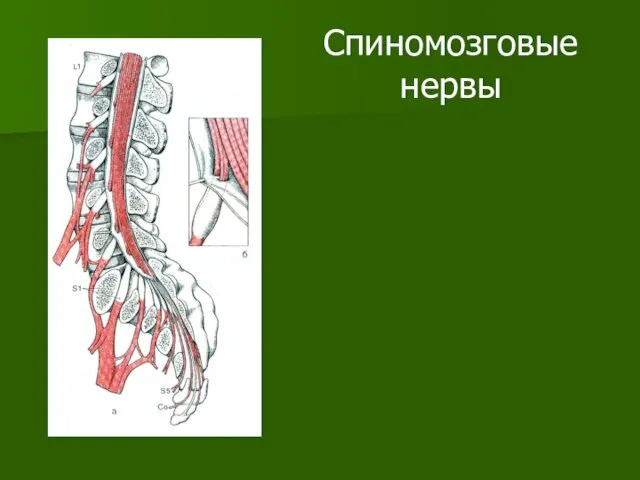 Спиномозговые нервы