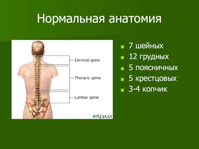 Нормальная анатомия 7 шейных 12 грудных 5 поясничных 5 крестцовых 3-4 копчик