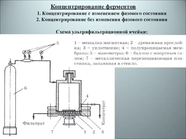 Концентрирование ферментов 1. Концентрирование с изменением фазового состояния 2. Концентрирование без изменения