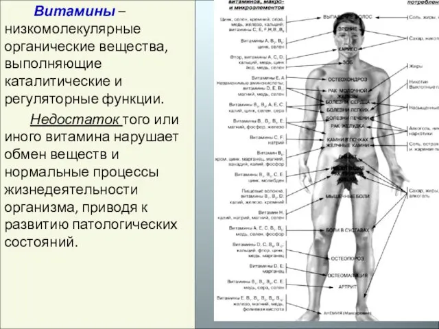 Витамины – низкомолекулярные органические вещества, выполняющие каталитические и регуляторные функции. Недостаток того