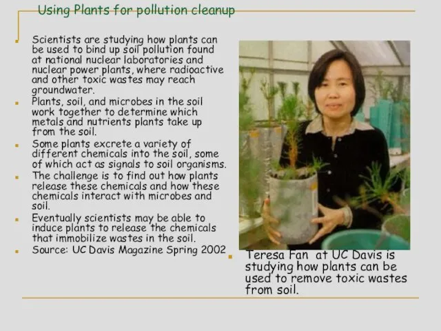 Using Plants for pollution cleanup Scientists are studying how plants can be