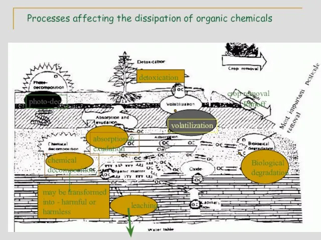 Processes affecting the dissipation of organic chemicals photo-dec. absorption & exudation volatilization