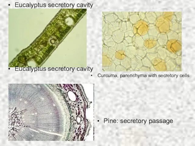 Eucalyptus secretory cavity Eucalyptus secretory cavity Curcuma, parenchyma with secretory cells Pine: secretory passage