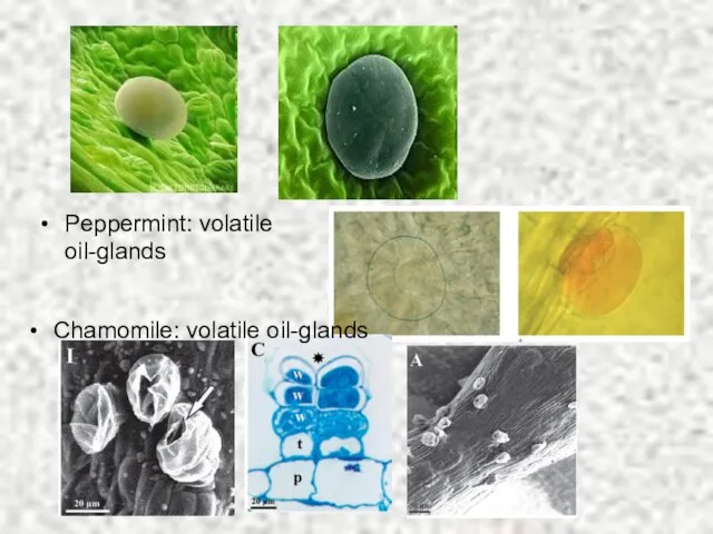 Peppermint: volatile oil-glands Chamomile: volatile oil-glands
