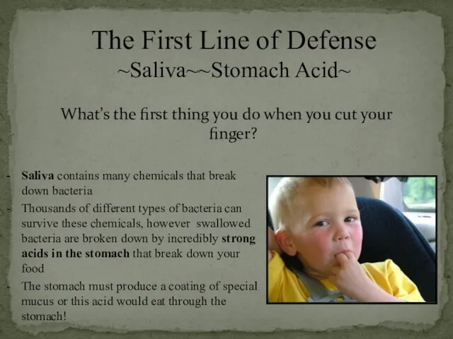 The First Line of Defense ~Saliva~~Stomach Acid~ What’s the first thing you