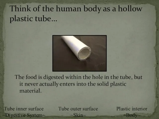 The food is digested within the hole in the tube, but it