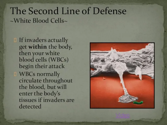 If invaders actually get within the body, then your white blood cells