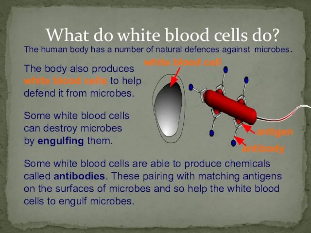 What do white blood cells do? The human body has a number