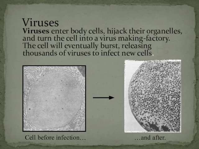 Viruses enter body cells, hijack their organelles, and turn the cell into