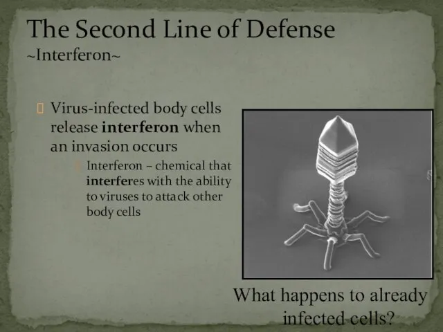 Virus-infected body cells release interferon when an invasion occurs Interferon – chemical