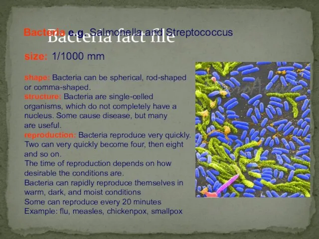 Bacteria fact file size: 1/1000 mm shape: Bacteria can be spherical, rod-shaped