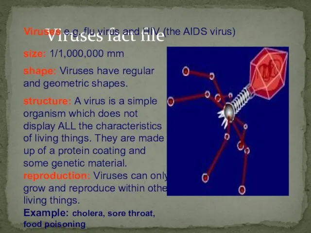 Viruses fact file size: 1/1,000,000 mm shape: Viruses have regular and geometric