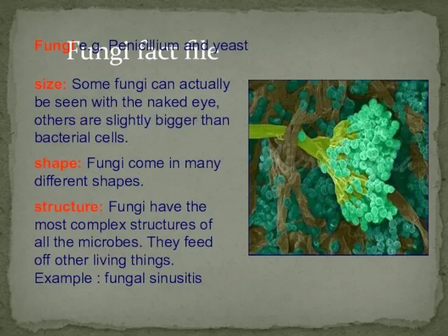 Fungi fact file size: Some fungi can actually be seen with the