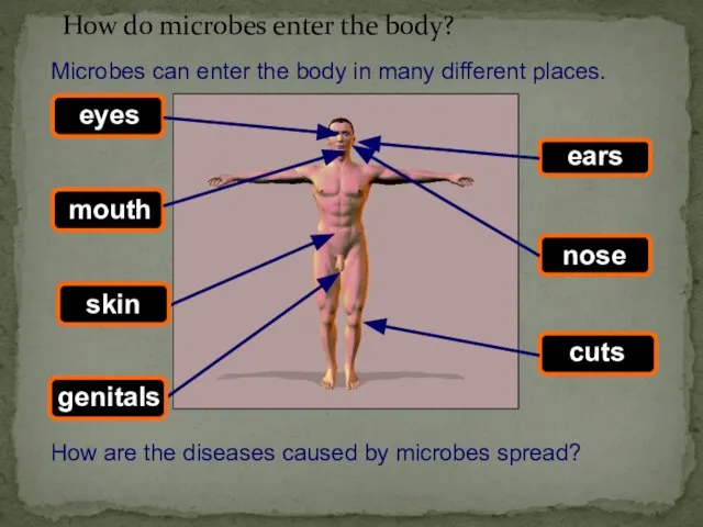 Microbes can enter the body in many different places. How do microbes