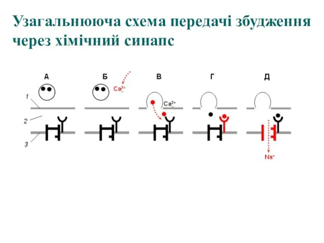 Узагальнююча схема передачі збудження через хімічний синапс