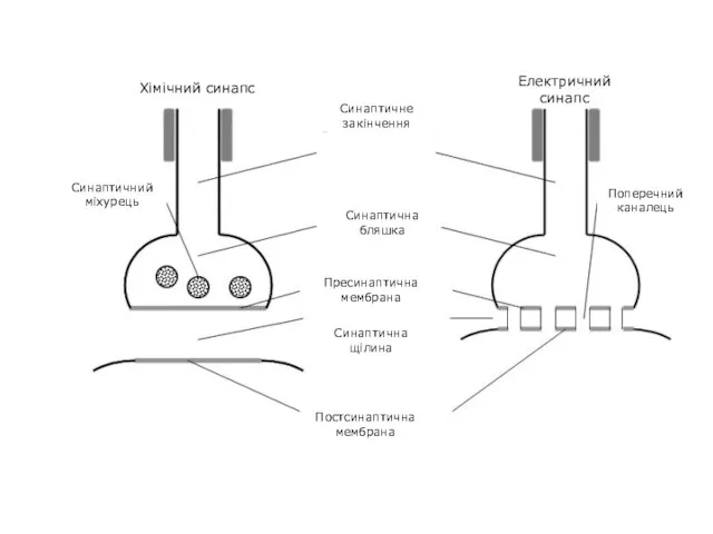 Хімічний синапс Електричний синапс Постсинаптична мембрана Синаптичне закінчення Поперечний каналець Синаптична бляшка