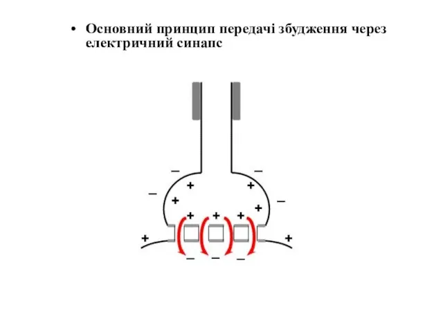 Основний принцип передачі збудження через електричний синапс