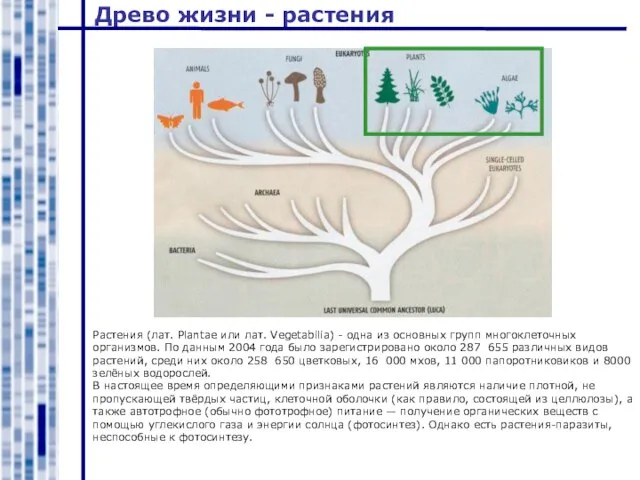 Древо жизни - растения Растения (лат. Plantae или лат. Vegetabilia) - одна