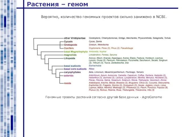 Растения – геном Вероятно, количество геномных проектов сильно занижено в NCBI. Геномные