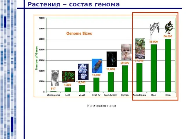 Растения – состав генома Количество генов