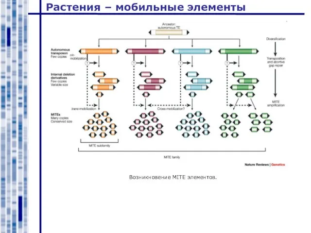 Растения – мобильные элементы Возникновение MITE элементов.