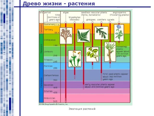 Древо жизни - растения Эволюция растений