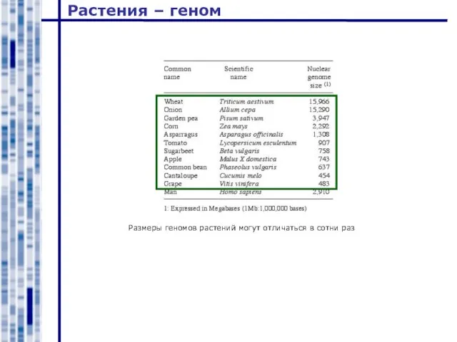 Растения – геном Размеры геномов растений могут отличаться в сотни раз