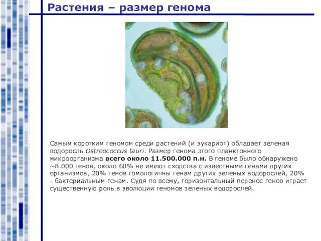 Растения – размер генома Самым коротким геномом среди растений (и эукариот) обладает