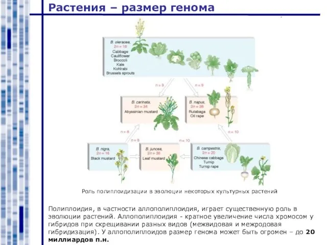 Растения – размер генома Полиплоидия, в частности аллополиплоидия, играет существенную роль в